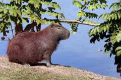 capybara-1