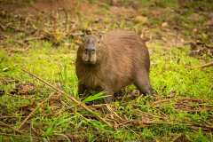 capybara-2