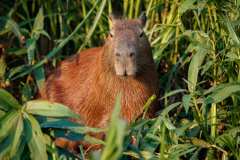 capybara-3