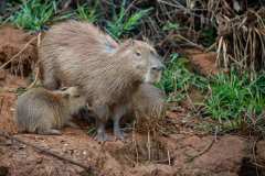 capybara-4