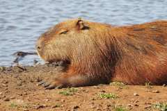 capybara-5