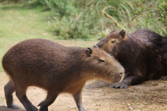 capybara-6