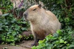 capybara-7