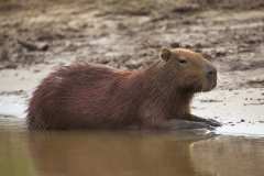 capybara-9