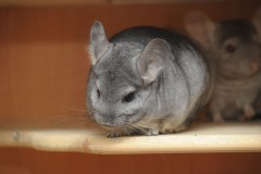 chinchilla-1