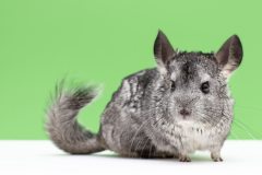 chinchilla-2