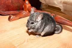 chinchilla-3