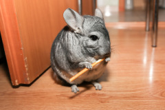 chinchilla-4