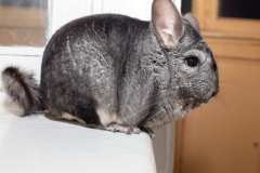 chinchilla-5