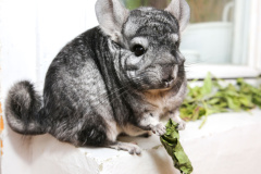 chinchilla-6