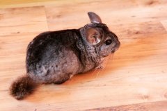 chinchilla-7