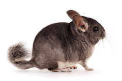 chinchilla-8