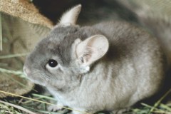 chinchilla-9