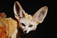 fennec-fox-1