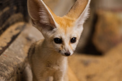 fennec-fox-2