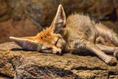 fennec-fox-3