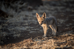 fennec-fox-4