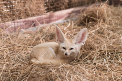 fennec-fox-5