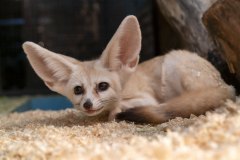 fennec-fox-6