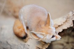 fennec-fox-7