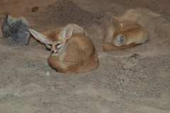 fennec-fox-8