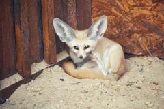 fennec-fox-9