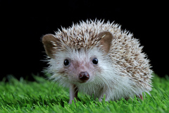 hedgehog-2