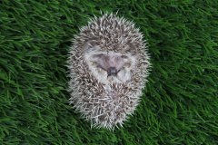 hedgehog-3