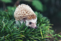 hedgehog-4