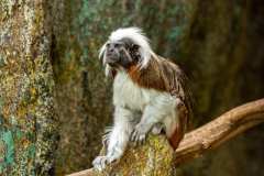 marmoset-1