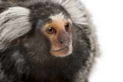 marmoset-2