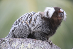 marmoset-3