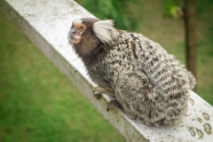 marmoset-4