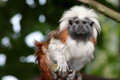 marmoset-5