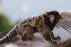 marmoset-6