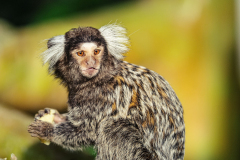 marmoset-7