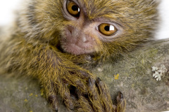 marmoset-8