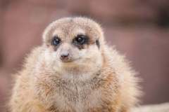 meerkat-1