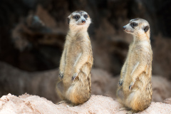 meerkat-2