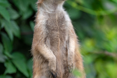 meerkat-3