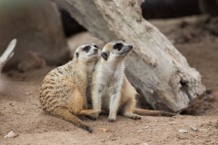 meerkat-5