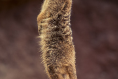 meerkat-6