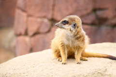 meerkat-7