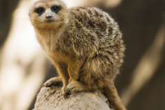 meerkat-8