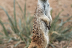 meerkat-9