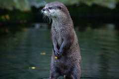 otter-2