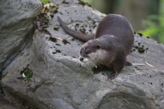 otter-4