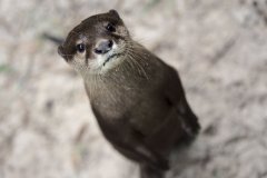 otter-5