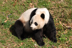 panda-3