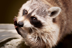 raccoon-2